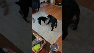 Morning Minute With Moxie And Trevor Brought To You By The Wwsw Worldwide Schnauzer Wrestling