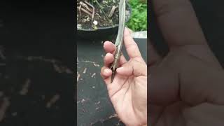 Rencong Dari Aceh shots