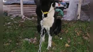 Haymana Karası Arap