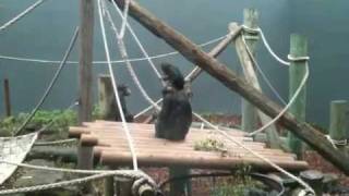 chimpanzee getting told off @ Taronga Zoo Sydney Australia