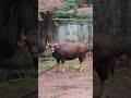 bull #funny #bull #kawinnawin #comedy