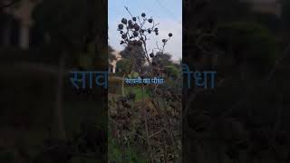 sawani ka plant in deciduous stage,care#karnal#prunning #gardening