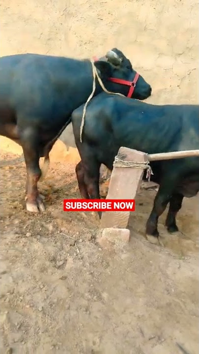 #buffalobull #buffalomeeting buffalo and Buffalo BuLL neachural amejing meeting video