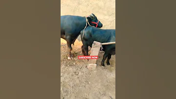 Buffalobull Buffalomeeting Buffalo And Buffalo BuLL Neachural Amejing Meeting Video 