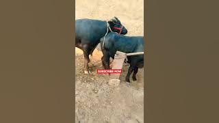 #buffalobull #buffalomeeting buffalo and Buffalo BuLL neachural amejing meeting video