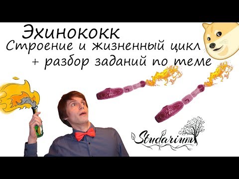 Эхинококк. Строение и жизненный цикл эхинококка. Примеры решения заданий