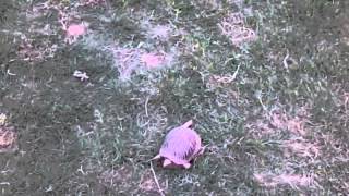 Turtle race? Pt.2