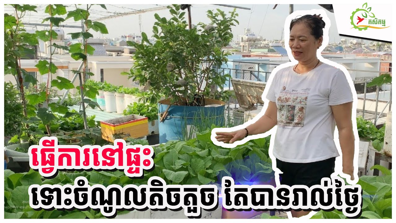 ដំបូងគិតថាដាំបន្លែលេងៗ តែអ្នកជិតខាងចេះតែសុំទិញ រហូតបានចំណូល១០០$/ខែ ពីរបរធ្វើការនៅតែផ្ទះ