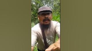 Cara memikat burung kemade dengan cepat dapat 3