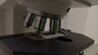 Zeiss Axioplan 2 Microscope Set 2 (4 Objectives) [BOSTONIND] - GLMC