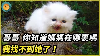 流浪小貓與貓媽媽走散，小貓悲痛哀嚎，詢問好心人媽媽在哪裏！|#靈寵王國 #報恩  #動物 #重逢 #奇跡 #不可思議 #貓 #驚人 #暖心  #真實故事  #流浪貓 #感動 #救援