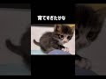 自分が猫だと気づいてなくて、毎朝寝ぼけまなこで、起きてくる子猫。