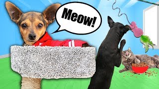 Treating Our Dogs Like Cats For 24 HOURS!  PawZam Dog Rescue