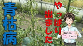 トマト 水やり 追肥サイン 病害虫対策 Youtube トマト 水やり 追肥サイン 病害虫対策 Youtube