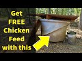 Feeding Our Chickens for FREE with Black Soldier Fly Larva (BSFL) - ProtaPod