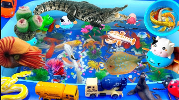 SINH VẬT BIỂN,CÁ MẬP,CÁ ĐUỐI,ỐC MƯỢN HỒN,CHIM CÁNH CỤT,BABY FISH,BABY SHARK,SHARK,RÙA,BỌ CẠP,BỌ RÙA