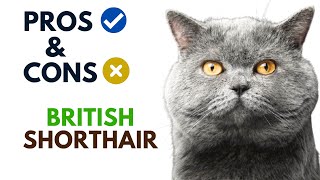 British Shorthair Cat Pros And Cons | British Shorthair Cat Advantages And Disadvantages