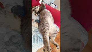 #cat #gatos #milo