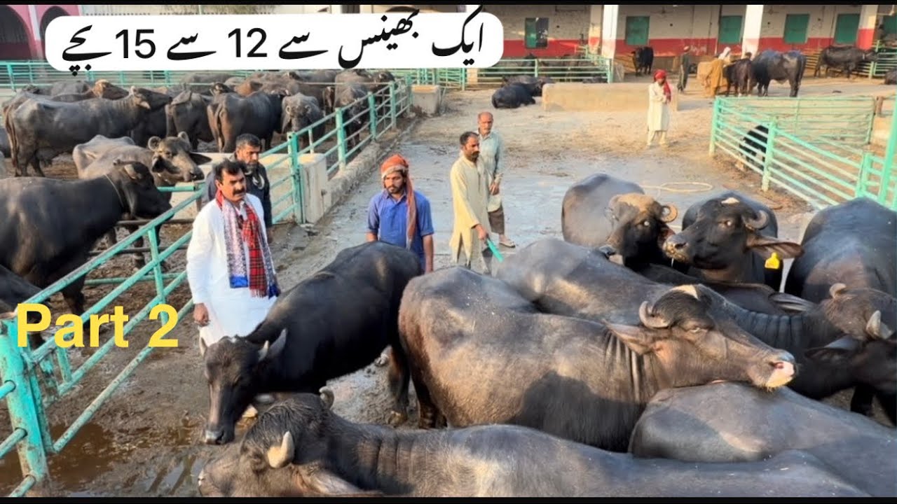 Part 2 Home Breed & full farm visit @dogarcattlefarmmultan6010 @HajiShoukatDogar #farming #baffalo 