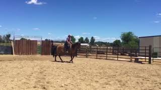AQHA 2014 gelding For Sale by Hammer Ranch 2,231 views 5 years ago 1 minute, 13 seconds