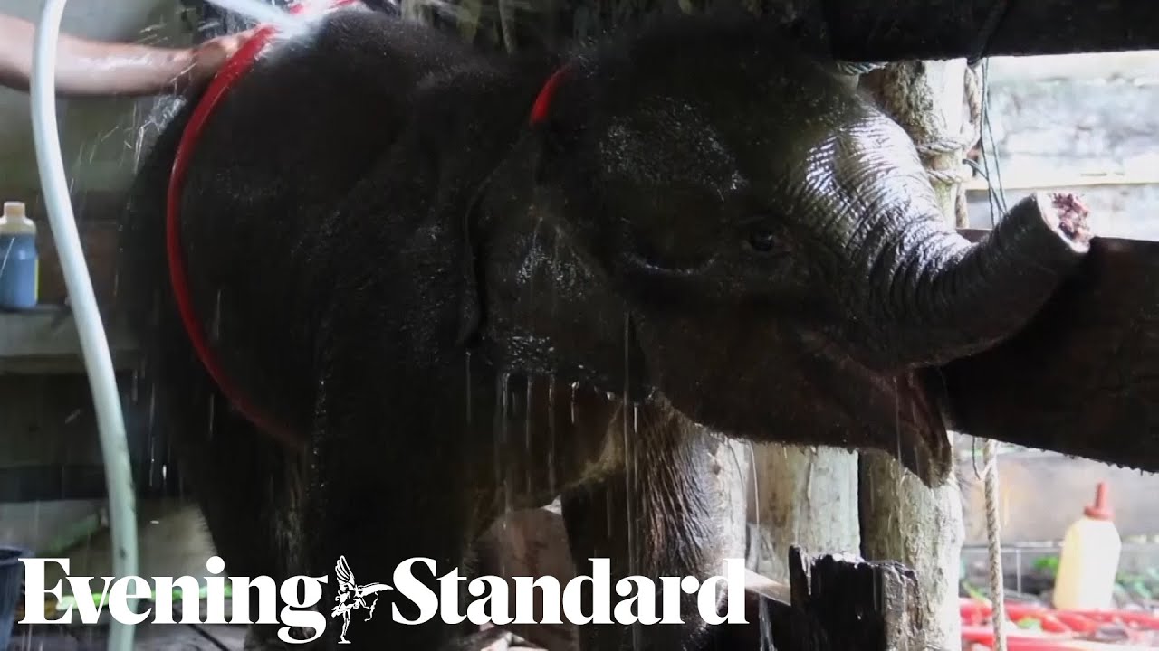 Baby elephant dies after its trunk got caught in poacher's trap 