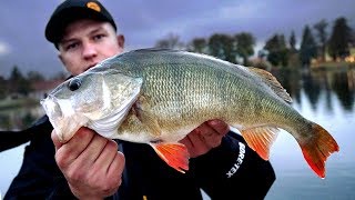 Vertikalangeln Auf Barsch