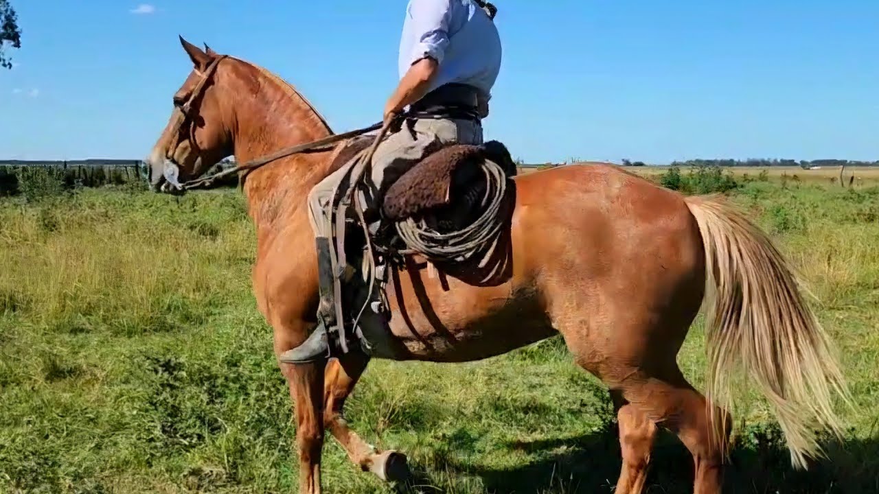 VENDIDA__yegua alazana ruana, mansa y de campo $1.800.000