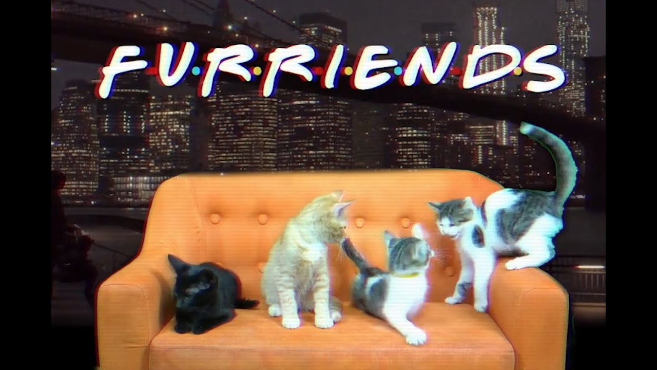 My Mates Bands New Videoclip Is The Tv Show Friends But With Cats I M Bias But I Hope Reddit Likes It As Much As I Do - race remastered admin powers ft shrek roblox