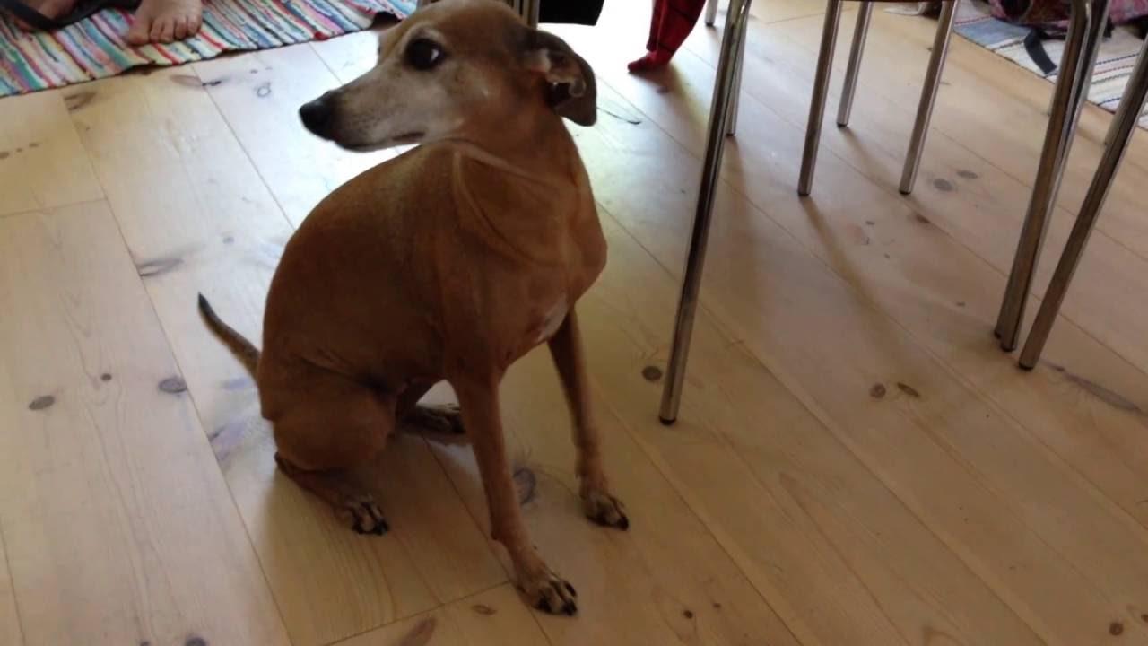 Dog on slippery floor YouTube