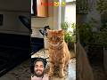 🐈 बिल्ली का funny reyction 😺😂#funnycats #cutecat #laughoutloud #viral #youtubeshorts #shorts#funny