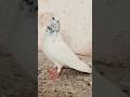 #pigeon #kabutar #kabootarloft05 #shortvideo #kabootarba