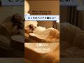 どっちのベッドで寝たい?Which bed do you want to sleep in?食パンVS水#asmr #shorts
