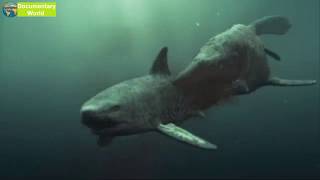 Mosasaur Shark Attack | Reign of the Dinosaurs