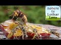 hornet and wasp. Attack, fight, flying.  slomo best of one day 31.8.2018.