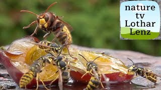 hornet and wasp. Attack, fight, flying. slomo best of one day 31.8.2018.