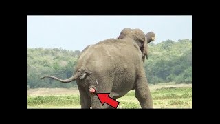 He thought the ELEPHANT was standing still! But looking ...