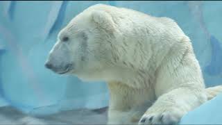 КАЙ и ГЕРДА/Белые медведи/Новосибирский зоопарк