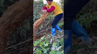 在山上挖野生葛根，重量接近50斤，你们见过这么大的葛根吗【闽湖阿嬤FujianGrandma】