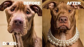 Watch this Starving Abandoned Pittie Transform into an Amazing Dog | DOGS+