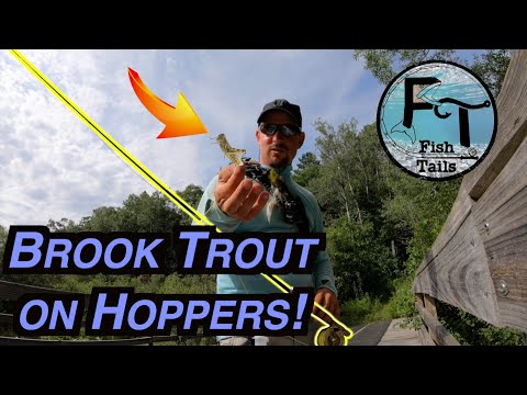 Exploring a Brook Trout Stream (central Wisconsin) fly fishing grasshoppers  - 