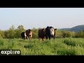 Cattle pasture panorama at farm sanctuary powered by exploreorg