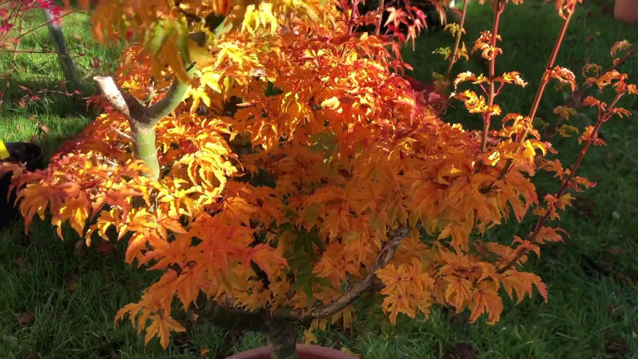 Japanese Maple shishigashira , mikawa yatsubusa, arakawa