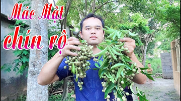 Thu hái quả Mác Mật chín rộ giữa mùa ở Lạng Sơn #lamacmat #macmat #dacsanlangson
