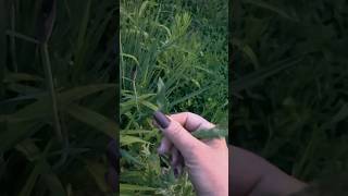 Weeding While Learning: Part 5- Focus on Curly Dock and Dandelion