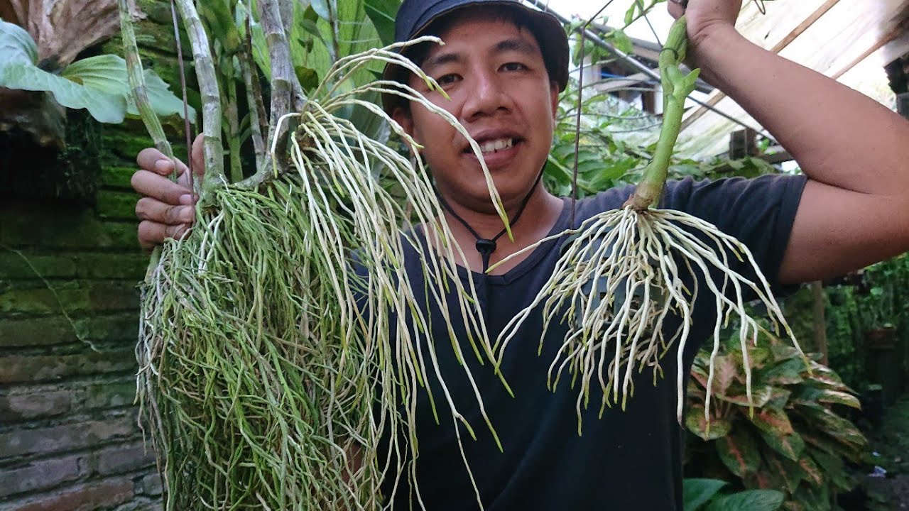 Cara mudah sangat efektif anggrek sekarat/busuk tunas jadi sehat kembali