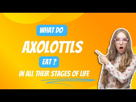 What do axolotls eat? | Axolotls diet from larvae to adult stage