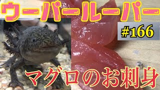 ウーパールーパー 166 ウパに刺身をあげるよ Axolotl Breeding Video Youtube