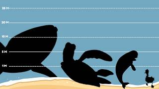 Finding Nemo & Dory Real Size Comparison (Part 2) 🐋 Wealth