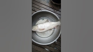 kéo lưới bắt cá ao .và cái kết bắt đc cá khủng 200 tấn.....