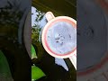 how to saprate guppy babies // baby guppies ko alag tank me kaise dale #fishshorts #guppyfish #baby